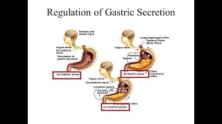 Regulation of Gastric secretion Cepahlic Gastric and intestinal phase [upl. by Rhys993]