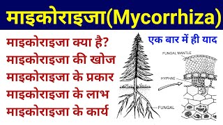 माइकोराइजा  mycorrhiza in hindi  mycorrhiza types and significance  mycorrhizal biofertilizer [upl. by Theressa]