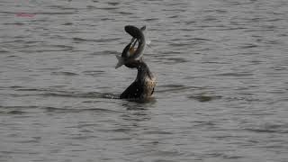 Cormorano cattura grosso pesce e [upl. by Aprile]