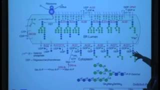 Structure and Function of N and Olinked Glycans [upl. by Wylde69]