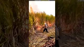 The most unique way of cultivating sugarcane [upl. by Kidder]