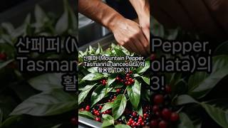 산페퍼 Mountain Pepper Tasmannia lanceolata의 활용법 TOP 3 [upl. by Nodnar]