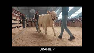 URANIE P génisse charolaise Charolais Univers vendue au sommet de lélevage 2023 [upl. by Ybrad]