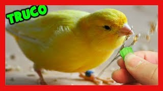 COMIDA para CANARIOS 🐣 TRUCOS ALIMENTACION de los CANARIOS en la MUDA 🐤 CRIA DE CANARIOS [upl. by Averil]