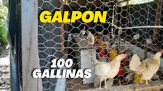 Como hacer un GALPON casero para Gallinas Ponedoras y Pollos de engorde FÁCIL para 100 Gallinas [upl. by Ronaele]