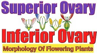 Superior and inferior ovarytrick for hypogynous and epigynous flowerMorphology flowering plants [upl. by Martinez514]