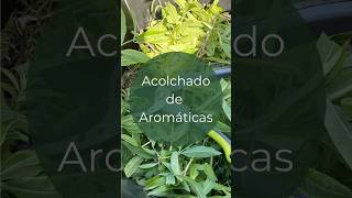 El mejor acolchado orgánico podas de aromáticas [upl. by Art]