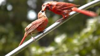 Cardinals nest and young fledglings [upl. by Dahsar]