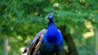 beutiful peafowl peacock 🦚🦚🦚 [upl. by Hoem]