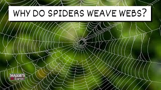 Why Do Spiders Weave Webs [upl. by Gathers]