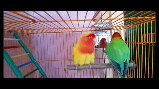 Love birds Talking  Singing Sounds  Playing Rings rbnbirds [upl. by Weathers607]