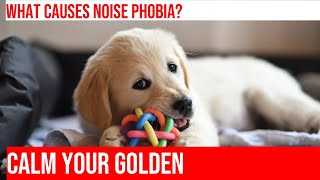 Help Your Golden Retriever Overcome Fear of Noises [upl. by Marijn]