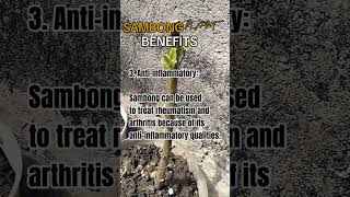 Benefits of Sambong Plant ❤️ [upl. by Eiryt]