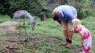 Shoebill Stork Is The Real Life Hippogriff [upl. by Sallee131]