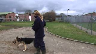 Being an RSPCA Volunteer Dog Walker [upl. by Outhe]