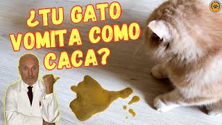 🆘 ¿PORQUE MI GATO VOMITA COMO CACA 🆘 [upl. by Natala]