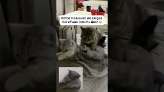 Kitten masseuse massages her clients into the floor 😂funnycats pets funnyanimals [upl. by Norrehc]