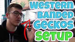 How to set up Western Banded Geckos [upl. by Sonya]