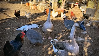 Vivo con 27 Animales en una Finca en la Montaña 🐶🐱🦆🐔🕊️ [upl. by Kiri]