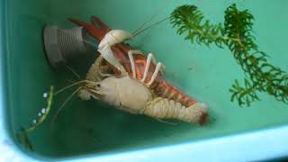 How Lobster or Crayfish mating [upl. by Newfeld]