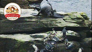 イワトビペンギンを海獣が襲う！父さんたち命がけの壮絶子育てを追った【どうぶつ奇想天外／WAKUWAKU】 [upl. by Trueblood]