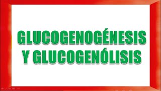 GLUCOGENOGÉNESIS Y GLUCOGENOLISIS [upl. by Katha]