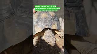 Marginated tortoise bullying Russians greektortoise marginatedtortoise tortoise russiantortoise [upl. by Nugesulo]