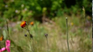 Removing Orange Hawkweed [upl. by Ivo]