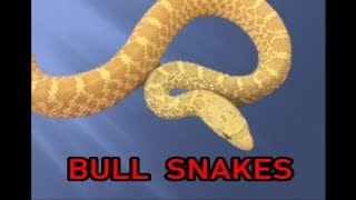 Bull Snakes Care and Morphs [upl. by Rehnberg650]