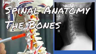 Spinal Anatomy  The Bones [upl. by Ely]