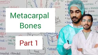 Metacarpal Bones  Upperlimb Anatomy [upl. by Aerdnaxela211]