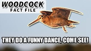 Woodcock Facts the BIRD with the FUNNY WALK  Animal Fact Files [upl. by Ardnuas]