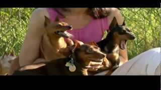 DOGS 101 Miniature Pinscher [upl. by Ainotal944]