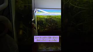 ☘️ 🐠😍 Solving algae issue using duckweed Natural fish keeping Natural fish tank Tamil [upl. by Dde276]