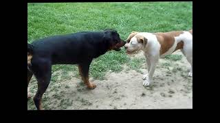 bouledogue americain vs rottweiler [upl. by Adria]