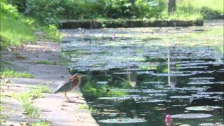 THE MERRYMEN OF BARBADOS  Yellow Bird [upl. by Waldon255]