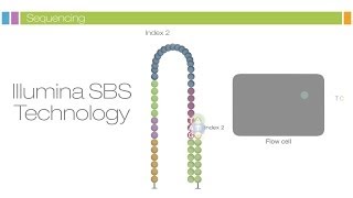 Intro to Sequencing by Synthesis Industryleading Data Quality [upl. by Damian]