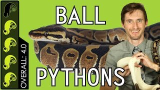 Ball Python The Best Pet Reptile [upl. by Mur120]