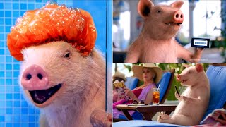 Funniest Maxwell the Geico Pig Commercials EVER Little Piggy Cry Wee Wee Wee [upl. by Wiseman]