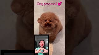 Dog proposed 💕🤌dog animals [upl. by Tlevesoor]