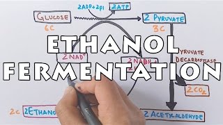 Ethanol Fermentation  Process of Alcohol Formation [upl. by Acina]