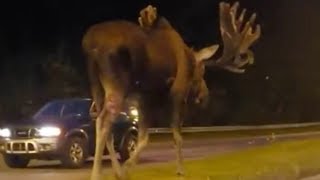 Don’t moose around Clip of moose walking down road in Alaska gets 15mln hits on Facebook [upl. by Elokkin]