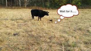 Dont Mess With A Momma Cow Hilarious LOL [upl. by Olympe379]