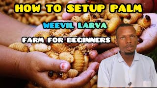 How to Setup Palm Weevil Larvae Farm For Beginners [upl. by Alenson]