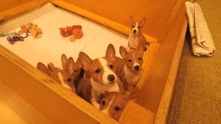 Basenji puppies having fun [upl. by Butch]