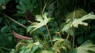 Fatsia japonica annelise timelapse world first [upl. by Iahk]