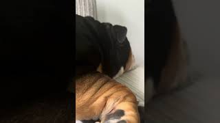 What a snore bulldog snoring funny [upl. by Vigor18]