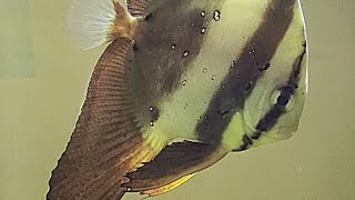 ナンヨウツバメウオ Orbicular batfish Platax orbicularis [upl. by Ijic]