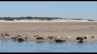 Phoques baie Authie Berck sur Mer [upl. by Jonis552]