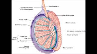 Inflammation du testicule orchite [upl. by Marelya530]